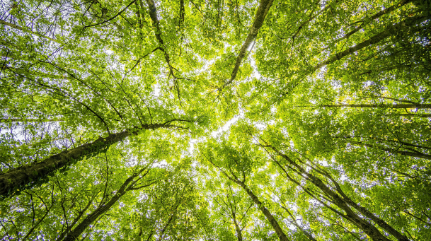 Sustainability Consulting